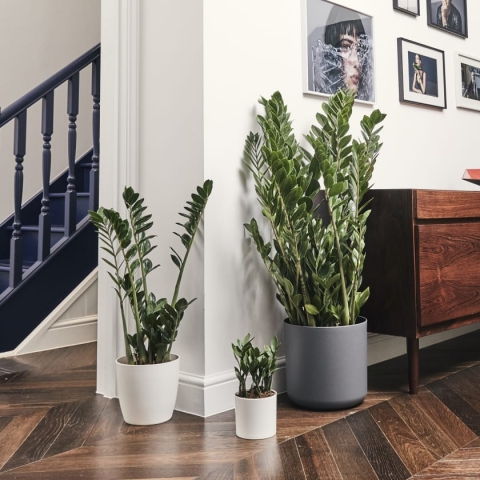 lefeuvre plantes intérieur azamioculcas lefeuvre plantes intérieur azamioculcas